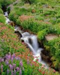 Monkey-Flowers And Lupine Along Elk Cove Creek, Oregon