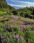 Lupine In Elk Cove, Oregon