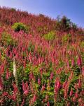 Hillside Of Foxglove In Clatsop County, Oregon