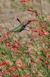 Hummingbird In The Bloom Of A Salvia Flower