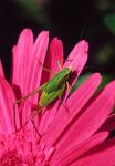 Fork-Tailed Bush Katydid On A Gerbera Flower