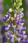 Ladybug On A Lupine Flower