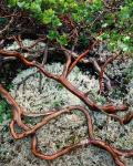 Manzanita Plant Roots On A Bed Of Moss