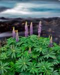 Lupine Next To The Metolius River