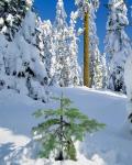 Scenic Of New Snow On Forest, Oregon