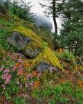 Scenic View Of Mt Hood National Forest, Oregon