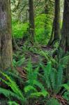 Scenic Forest, Oregon