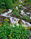 Yellow Monkeyflowers Along Wahkeena Creek, Oregon