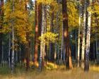 Aspen And Ponderosa Trees In Autumn, Deschutes National Forest