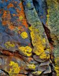 Lichen Covered Basalt Rock, Oregon