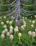 Beargrass Around Dead Evergreen, Oregon