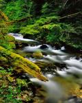 Still Creek, Oregon