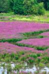 Purple Loosestrife Flowers In A Marsh, Oregon