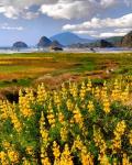 Landscape Of Yellow Lupine, Oregon