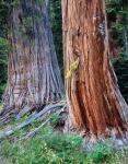 Two Incense Cedar Trees, Oregon