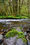 Wilson River, Oregon