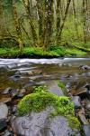 Wilson River, Oregon