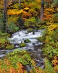 Roaring River Running Through Oregon