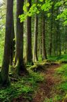 Forest Scenic Trail, Oregon