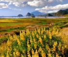 Coastal Landscape With Yellow Lupine, Oregon