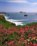 Ocean Landscape Of Goat Rock And Sweet Peas, Oregon