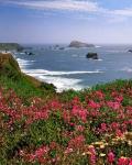 Ocean Landscape Of Goat Rock And Sweet Peas, Oregon