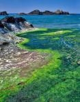 Rock Formations And Algae At Seal Rock, Oregon