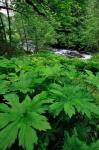 Scenic View Of Little Sandy River, Oregon