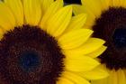 Close-Up Detail Of Dune Sunflowers