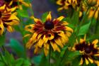 Cherokee Sunset Flowers