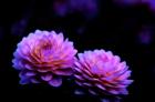 Oregon,  Abstract Of Dahlias In Garden