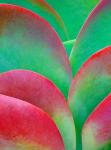 Oregon, Kalanchoe Succulent Plant Close-Up