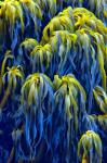 Oregon, Bandon Abstract Photo Of Pacific Sea Kelp