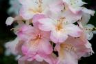 Oregon, Shore Acres State Park Rhododendron Flowers Close-Up