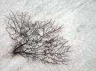 Oregon, Coos Bay Abstract Of Sea Fan