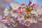 Oregon, Coos Bay Akebono Cherry Blossoms Close-Up
