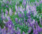 Lupine Meadow and Oregon white oaks, Columbia River Gorge National Scenic Area, Oregon