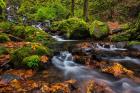 Autumn Color Along Starvation Creek Falls In, Oregon