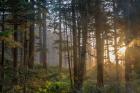 Sunset Rays Penetrate The Forest In The Siuslaw National Forest