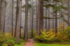 Forest Fog In Sliver Falls State Park, Oregon