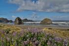 Lupine Along Southern Oregon Coastline