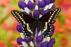 Swallowtail Butterfly, Papilio Polyxenes On Lupine, Bandon, Oregon