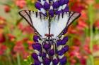Eurytides Agesilaus Autosilaus Butterfly On Lupine, Bandon, Oregon