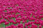 Field Of Purple Tulips In Spring, Willamette Valley, Oregon