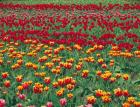 Field Of Colorful Tulips In Spring, Willamette Valley, Oregon