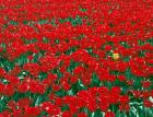 Lone Yellow Tulip Among Field Of Red Tulips, Oregon