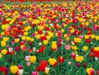 Field Of Bright Tulips In Spring, Oregon