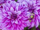 Purple Dahlia