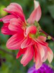 Close-Up Of A Dahlia