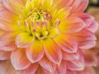 Macro Of A Dahlia